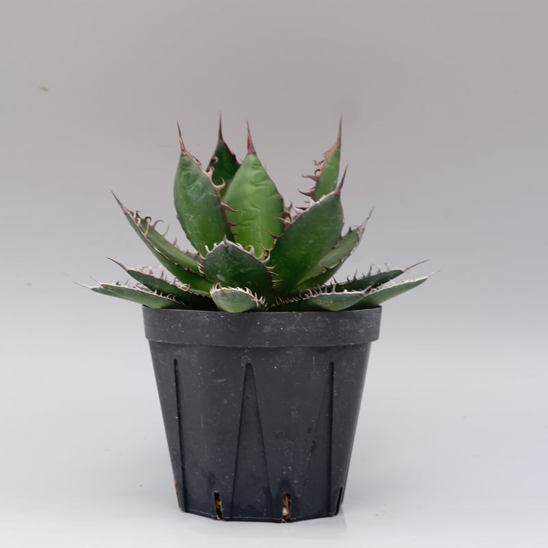 アガベ ホリダ 043 Agave horrida 強棘 | Sunny Branch