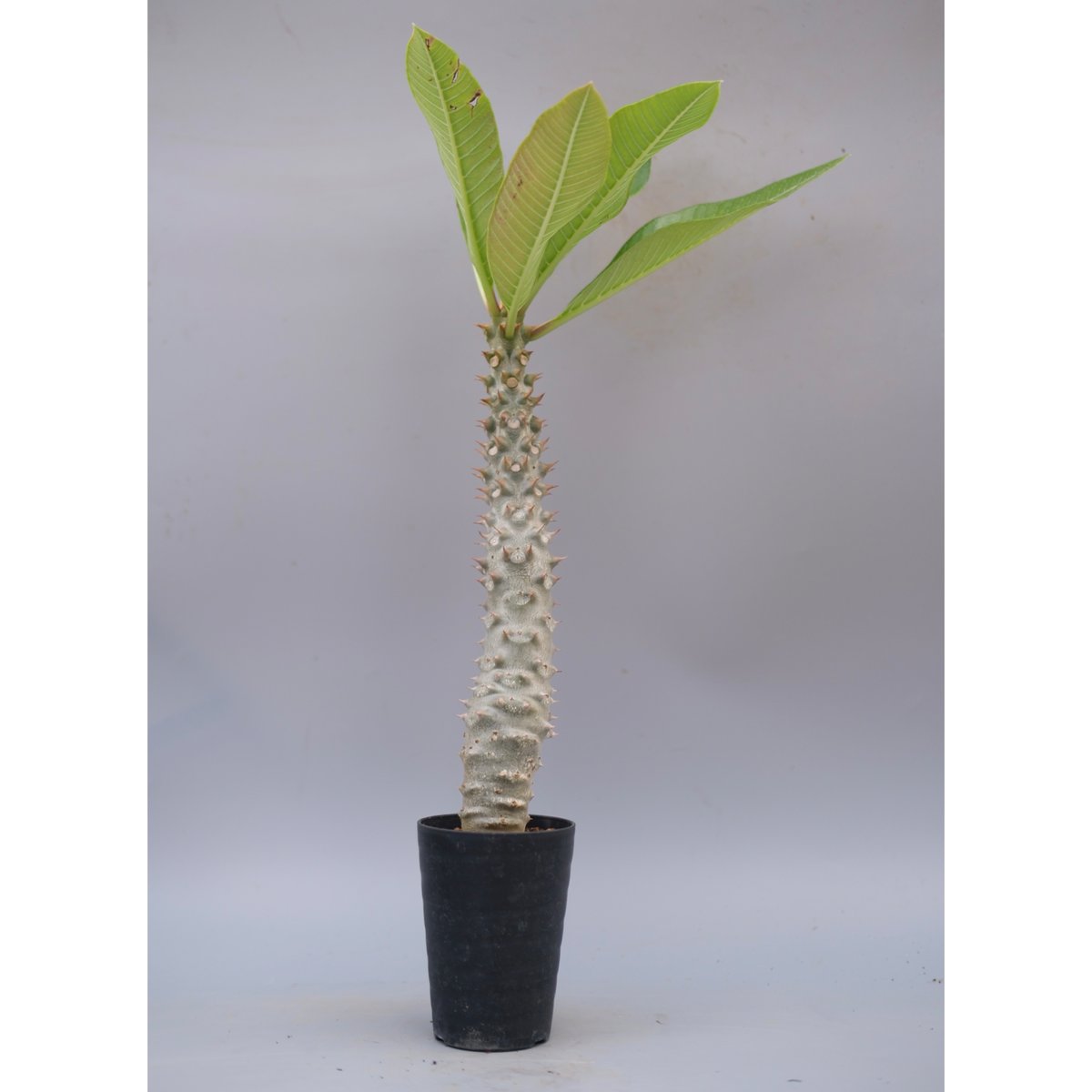 パキポディウム 一本尼✖️魔界王　実生 パキポディウム 一本尼✖️魔界王 実生