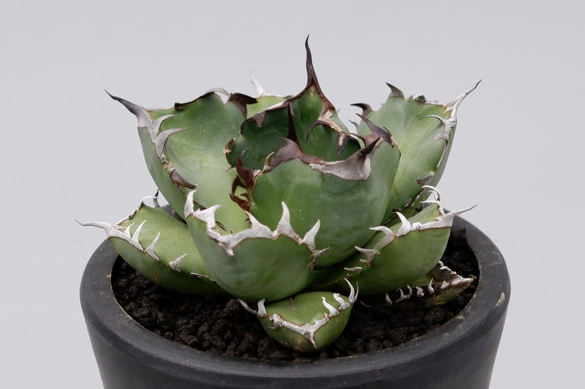 希少　アガベ　チタノタ　黒鯨　Agave titanota アガベ・チタノタ 黒鯨（芽）-001｜agave titanota black whale |