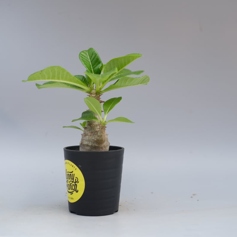 パキポディウム ウィンゾリー 実生株 057 Pachypodium windsorii