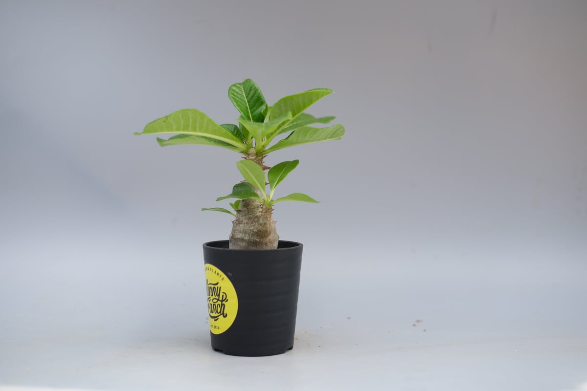 じぇむさんウィンゾリー パキポディウム ウィンゾリー 実生株 057 Pachypodium windsorii