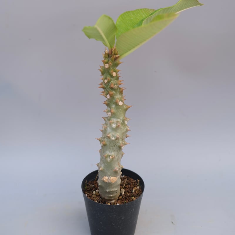 パキポディウム バロニー実生株042 Pachypodium baronii | Sunny
