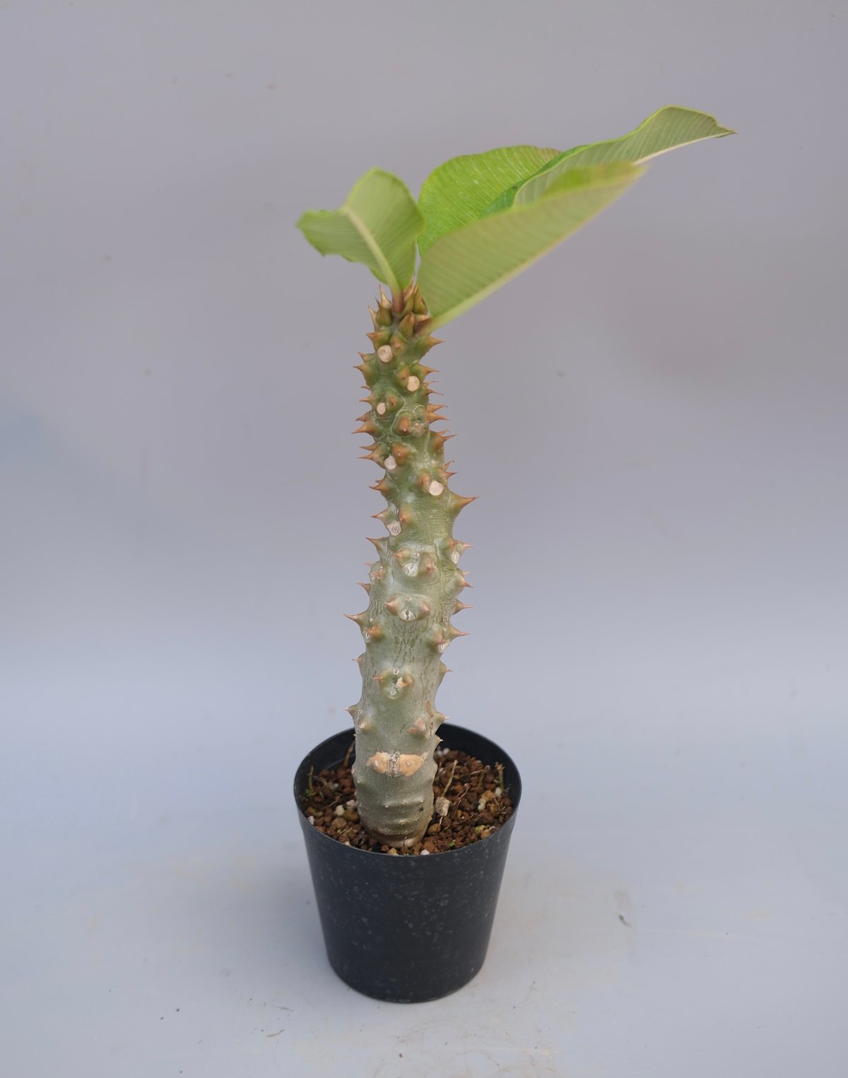 Pachypodium バロニー実生株042 パキポディウム baronii Pachypodium バロニー パキポディウム baronii Sunny | 塊根植物・コーデックス