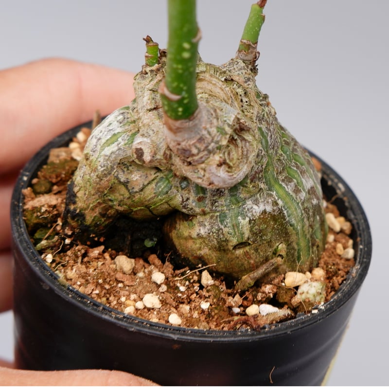 プセウド　ボンバックス　良型 プセウドボンバックス1 | STELLA.PLANTS