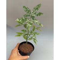 現品　トックリラン　ノリナ　斑入り　26番　トックリラン斑入り　観葉植物　希少 希少】斑入り トックリラン ノリナ | Sunny Branch