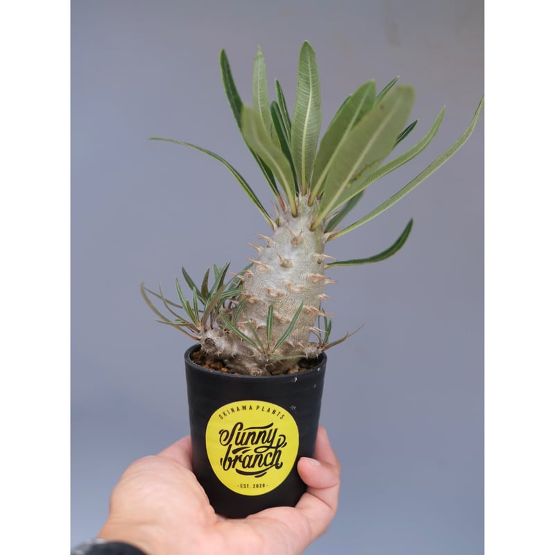 パキポディウム・カクチペス Pachypodium var. cactipes パキポディウム カクチペス 実生株 026 Pachypodium cactipes