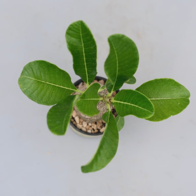 パキポディウム ウィンゾリー 実生株 070 Pachypodium windsorii |