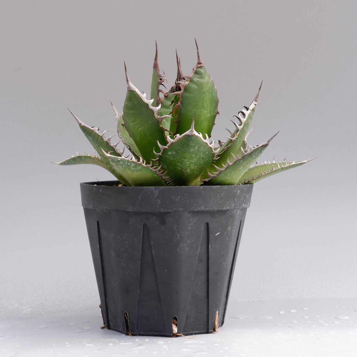 アガベ ホリダ 026 Agave horrida 強棘 | Sunny Branch