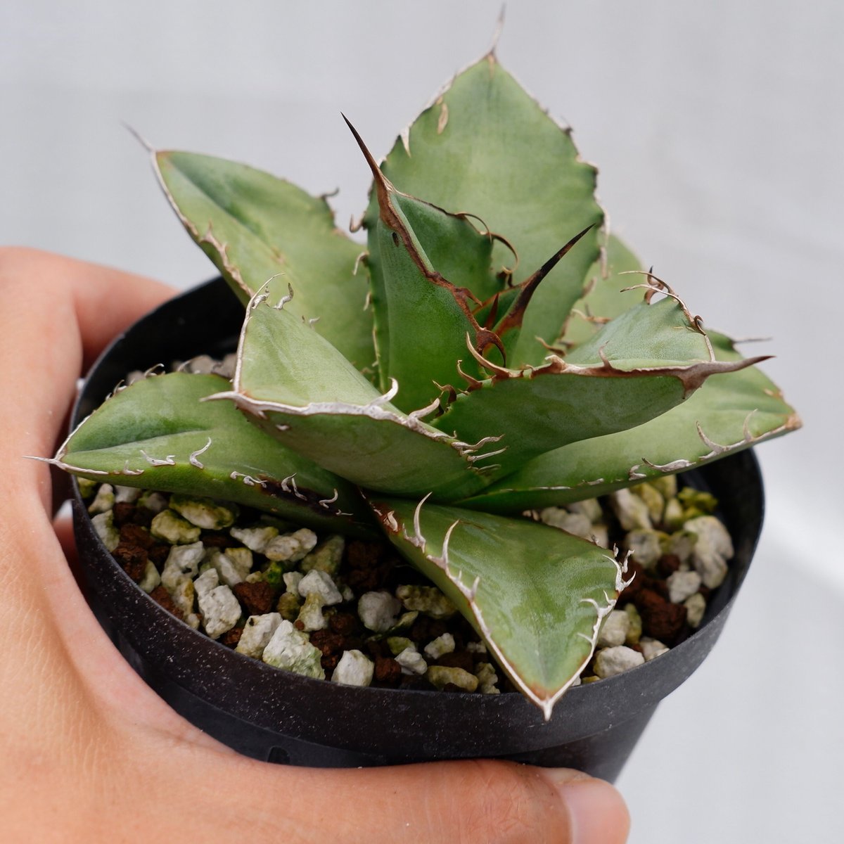 アガベ オテロイ 実生株 Agave oteroi seeding 018 | Sunny