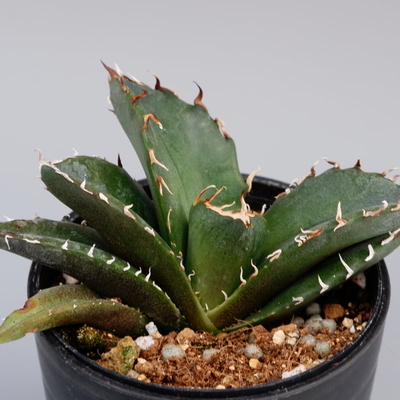 アガベ チタノタ 白鯨 072 Agave titanota white whale | Su