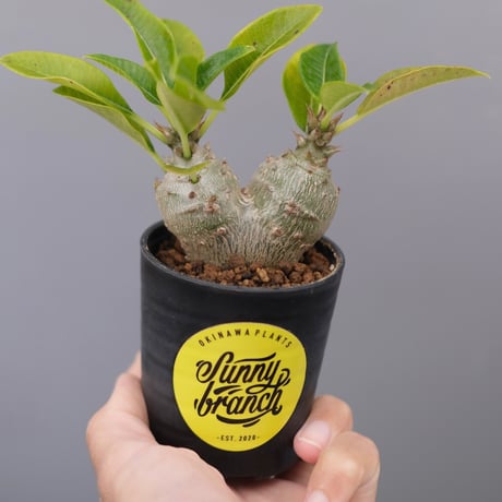 パキポディウムウィンゾリー | STORES