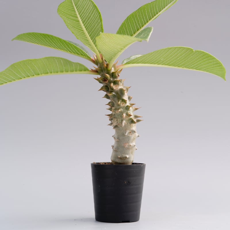 パキポディウム バロニー実生株017 Pachypodium baronii | Sunny