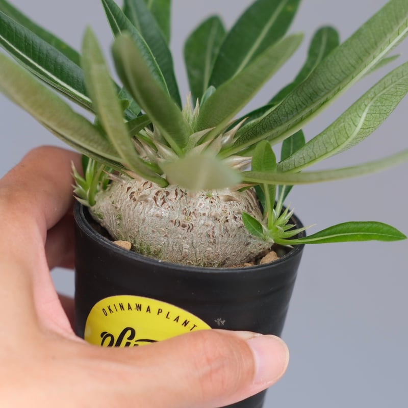 パキポディウム エニグマチカム 実生株 Pachypodium enigmaticum