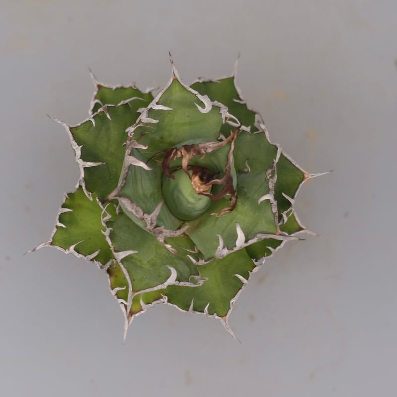 アガベ チタノタ シーザー Agave titanota caesar 183 | Sunny