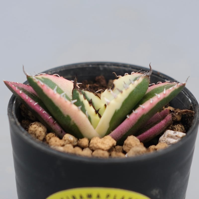 アガベ チタノタ スナグルトゥース Agave titanota Snaggle
