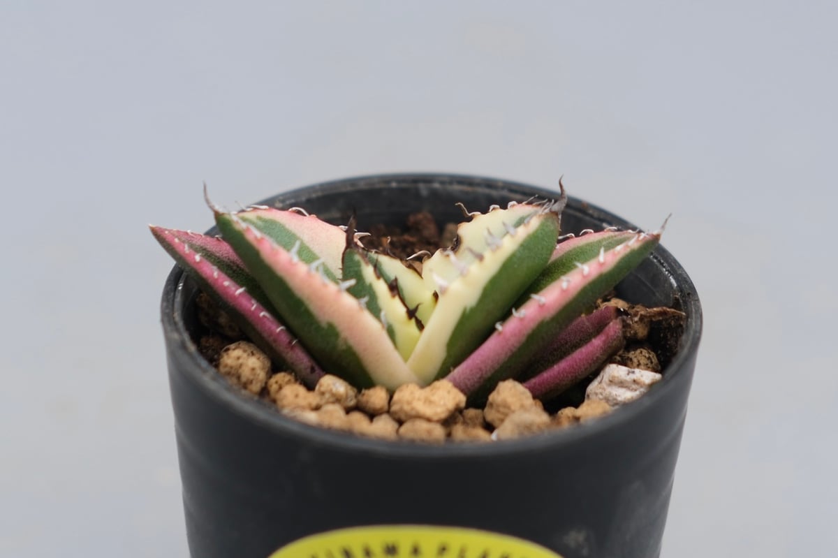 アガベ チタノタ スナグルトゥース Agave titanota Snaggle