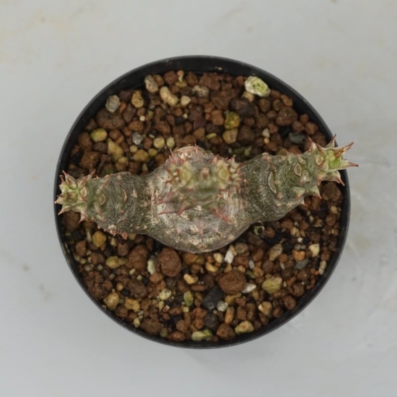 パキポディウム ウィンゾリー 実生株 025 Pachypodium windsorii |