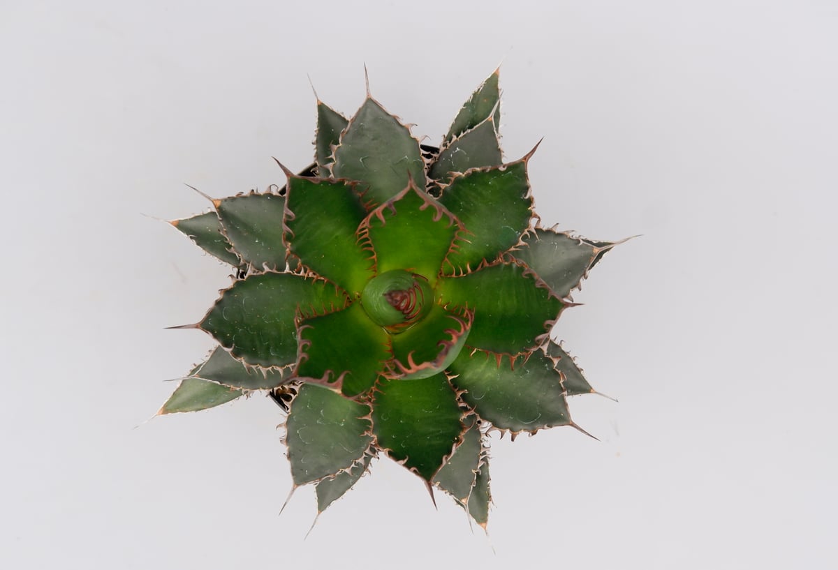 アガベ ホリダ 045 Agave horrida 強棘 | Sunny Branch