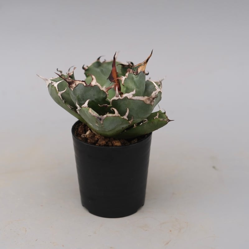 アガベ チタノタ 白鯨 Agave titanota white whale 229 | Su