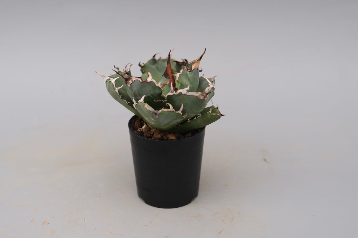 アガベ チタノタ 白鯨 Agave titanota white whale 229 | Su