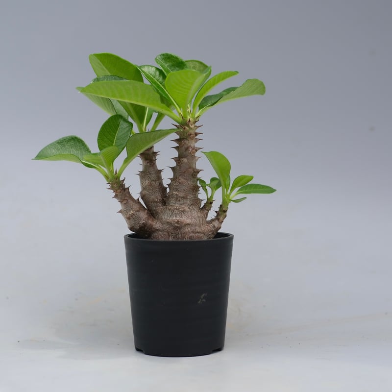 パキポディウム ウィンゾリー 実生株 052 Pachypodium windsorii |