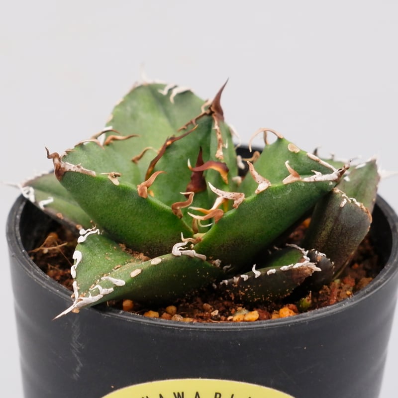 アガベ チタノタ シーザー 子株付き Agave titanota caesar 109