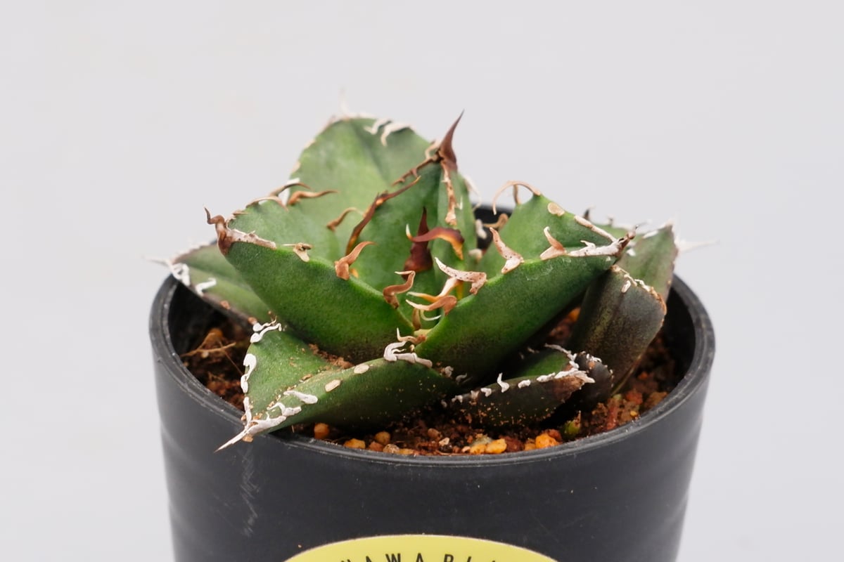 アガベ チタノタ シーザー 子株付き Agave titanota caesar 109 アガベ チタノタ シーザー 子株付き Agave titanota caesar 109