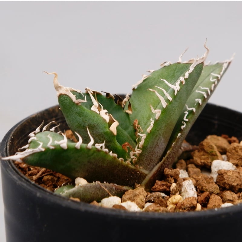 アガベ オテロイ 実生株 Agave oteroi seeding 090 | Sunny