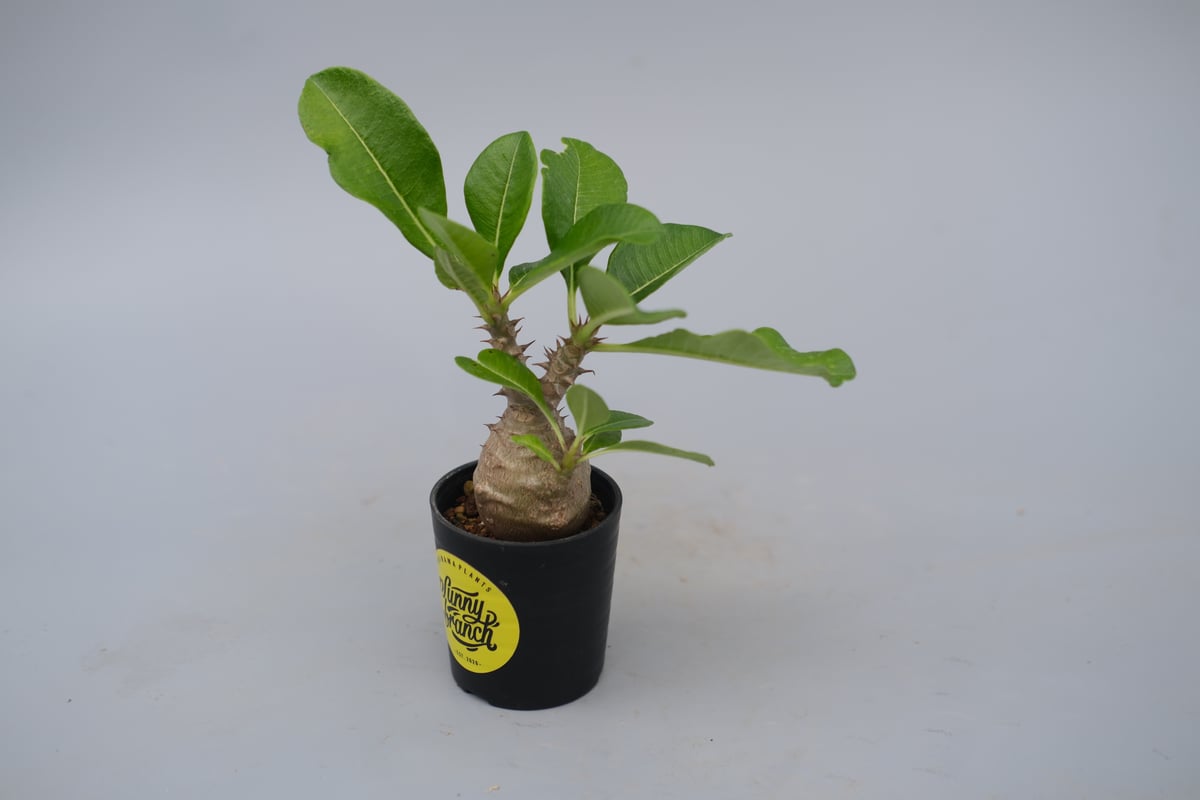 パキポディウム ウィンゾリー 実生株 072 Pachypodium windsorii