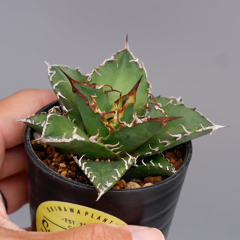 アガベ チタノタ シーザー Agave titanota caesar 129 | Sunny