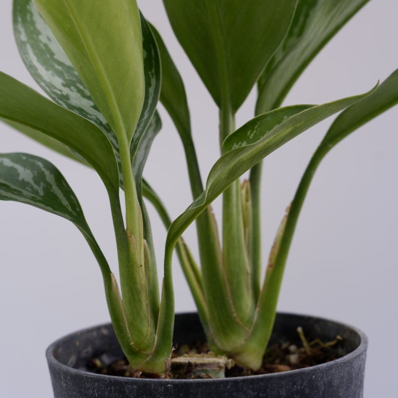 アグラオネマ ニティドゥーム カーティシー Aglaonema nitidum Curtisi