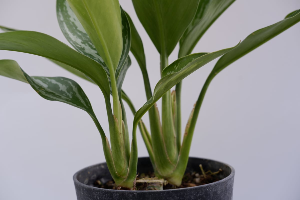 2518 アグラオネマカーティシーAgleonema Curtisi カーティシー＞Aglaonema Nitidum “Curtisii” UND230103B – undried