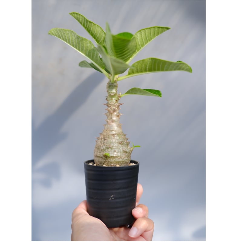 パキポディウム ウィンゾリー 実生株 067 Pachypodium windsorii |
