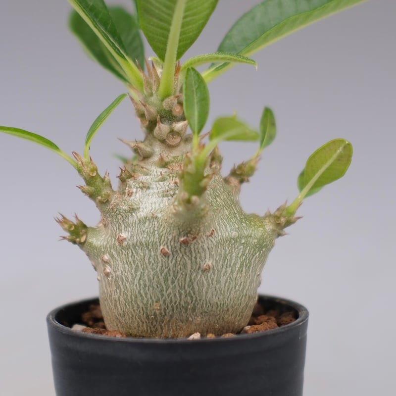 パキポディウム ウィンゾリー 実生株 112 Pachypodium windsorii |