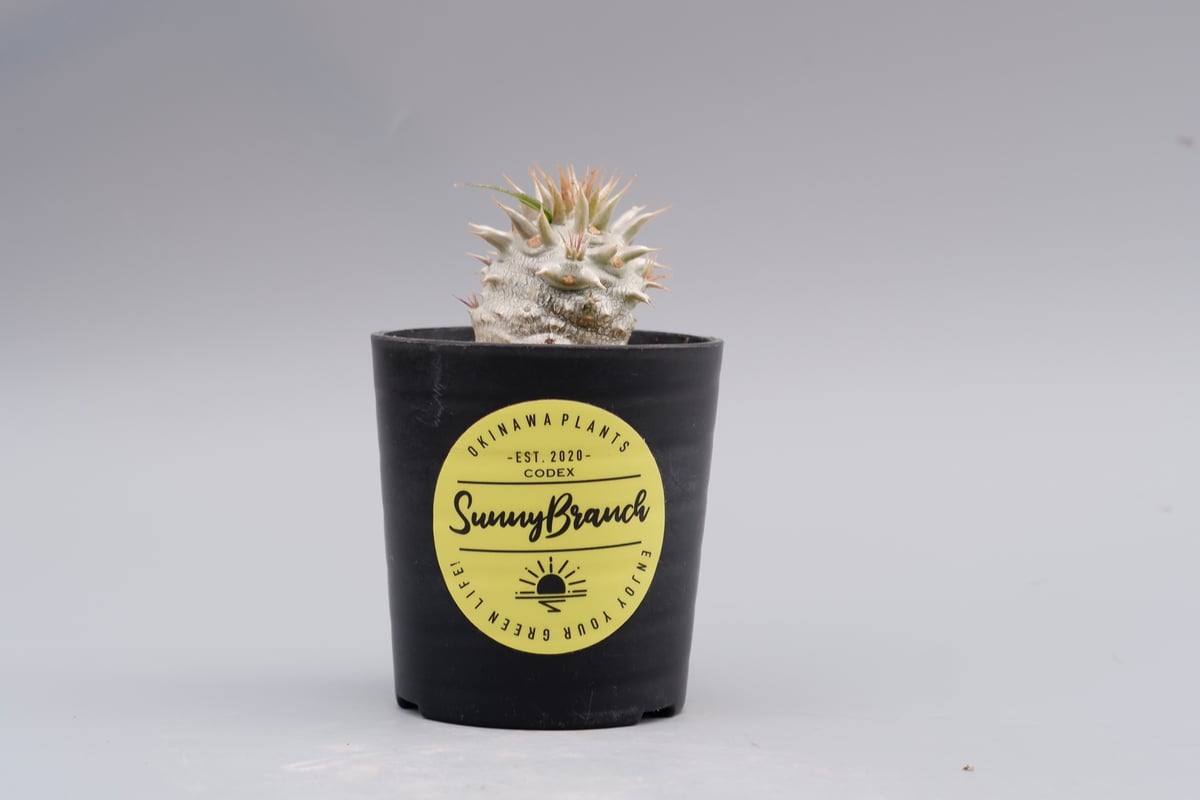 パキポディウム ロスラーツム 実生8年目株 ☆*☆様 パキポディウム