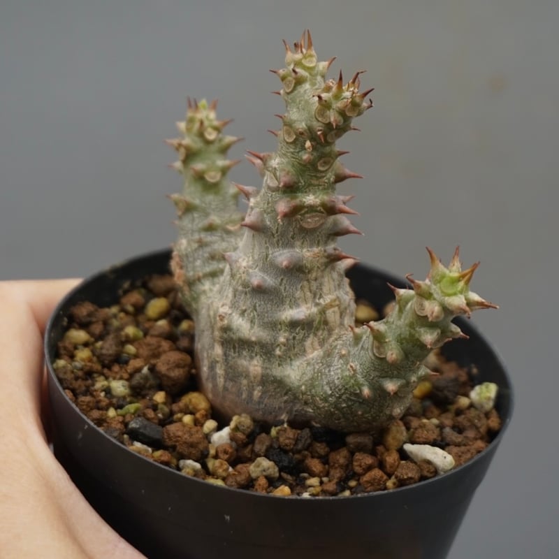 パキポディウム ウィンゾリー 実生株 025 Pachypodium windsorii |