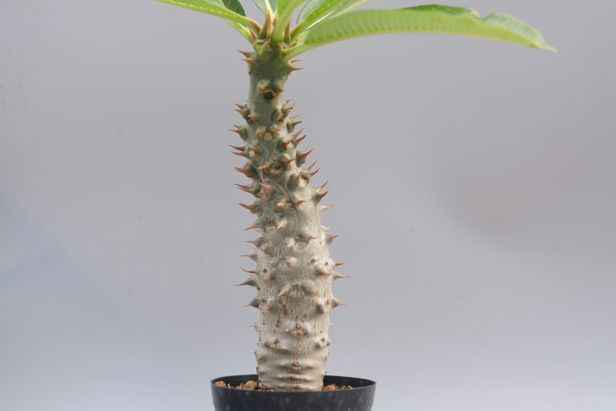 パキポディウム バロニー 珍株 3分岐 純血 実生 送料込み パキポディウム バロニー 珍株 3分岐 純血 実生 送料込み