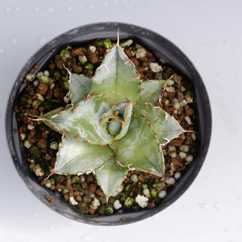 アガベ チタノタ ホワイトアイス Agave titanota whiteice 012 |