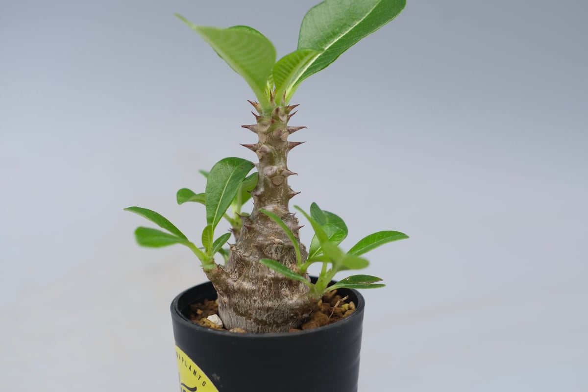 国内実生株　パキポディウム ウィンゾリー　② パキポディウム ウィンゾリー 実生株 053 Pachypodium windsorii