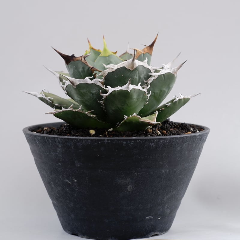 アガベ チタノタ 烈焔 001 Agave titanota 烈焔 | Sunny Branch