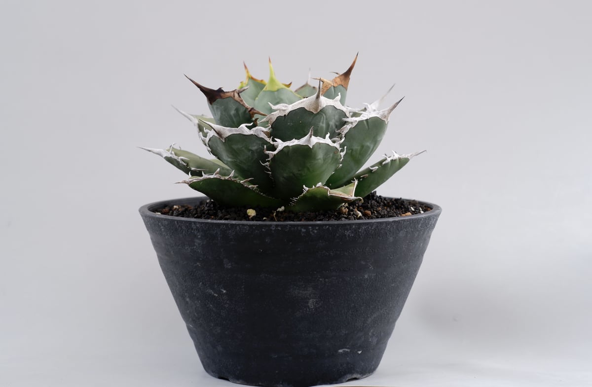 アガベ チタノタ 烈焔 オテロイ 子株3株付き 【公式通販】