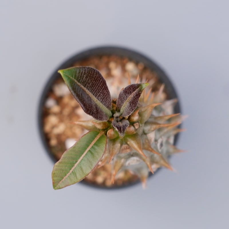 パキポディウム バロニー実生株024 Pachypodium baronii | Sunny