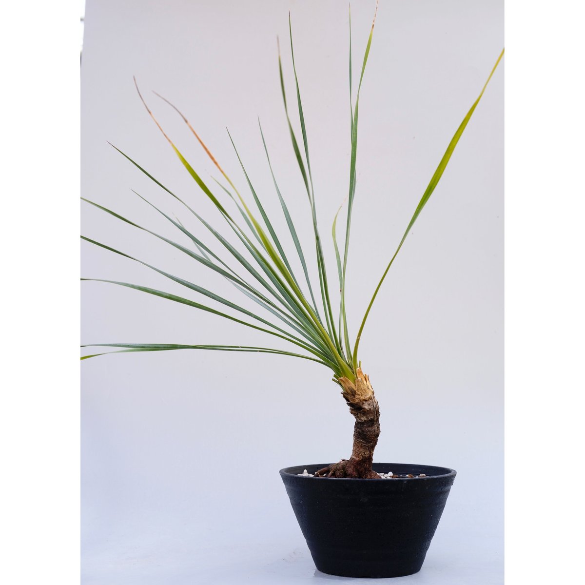 ユッカ ロストラータ 003【幹立ち】 Yucca Rostrata | Sunny Branch ユッカ ロストラータ 003【幹立ち】 Yucca Rostrata | Sunny Branch