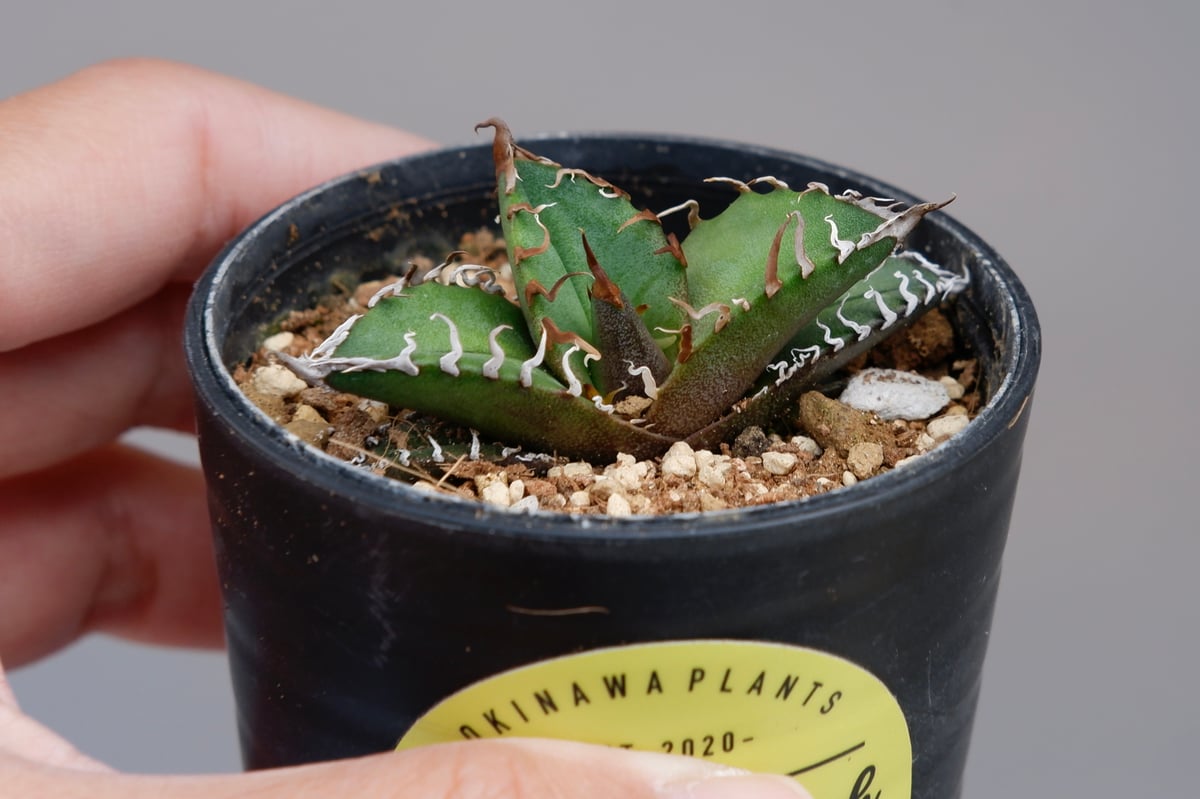 アガベ　チタノタ　シーザー アガベ・チタノタ シーザー-003（小）｜agave titanota caesar
