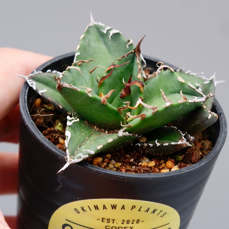アガベ チタノタ シーザー 子株付き Agave titanota caesar 109 アガベ チタノタ シーザー 子株付き Agave titanota caesar 109