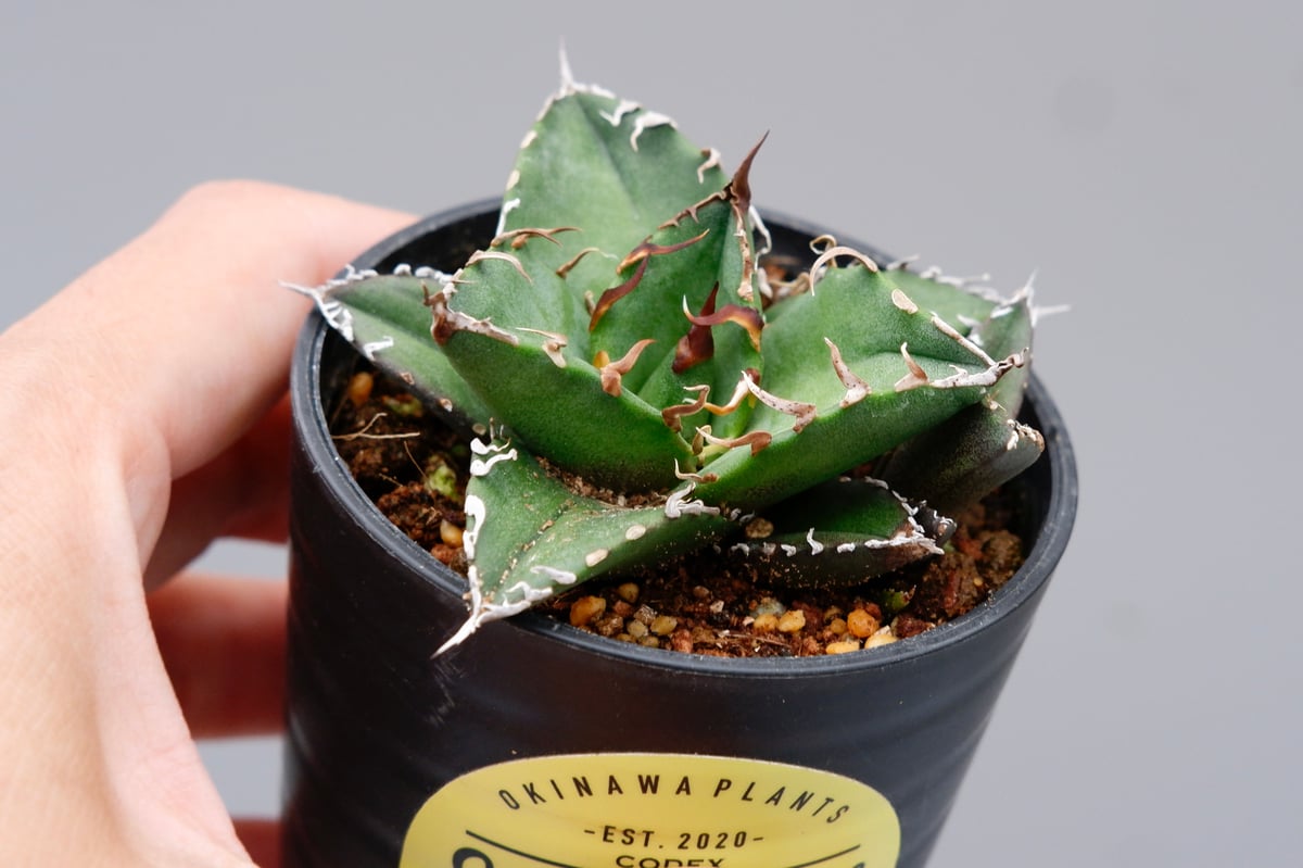 アガベ チタノタ シーザー 子株付き Agave titanota caesar 109 |