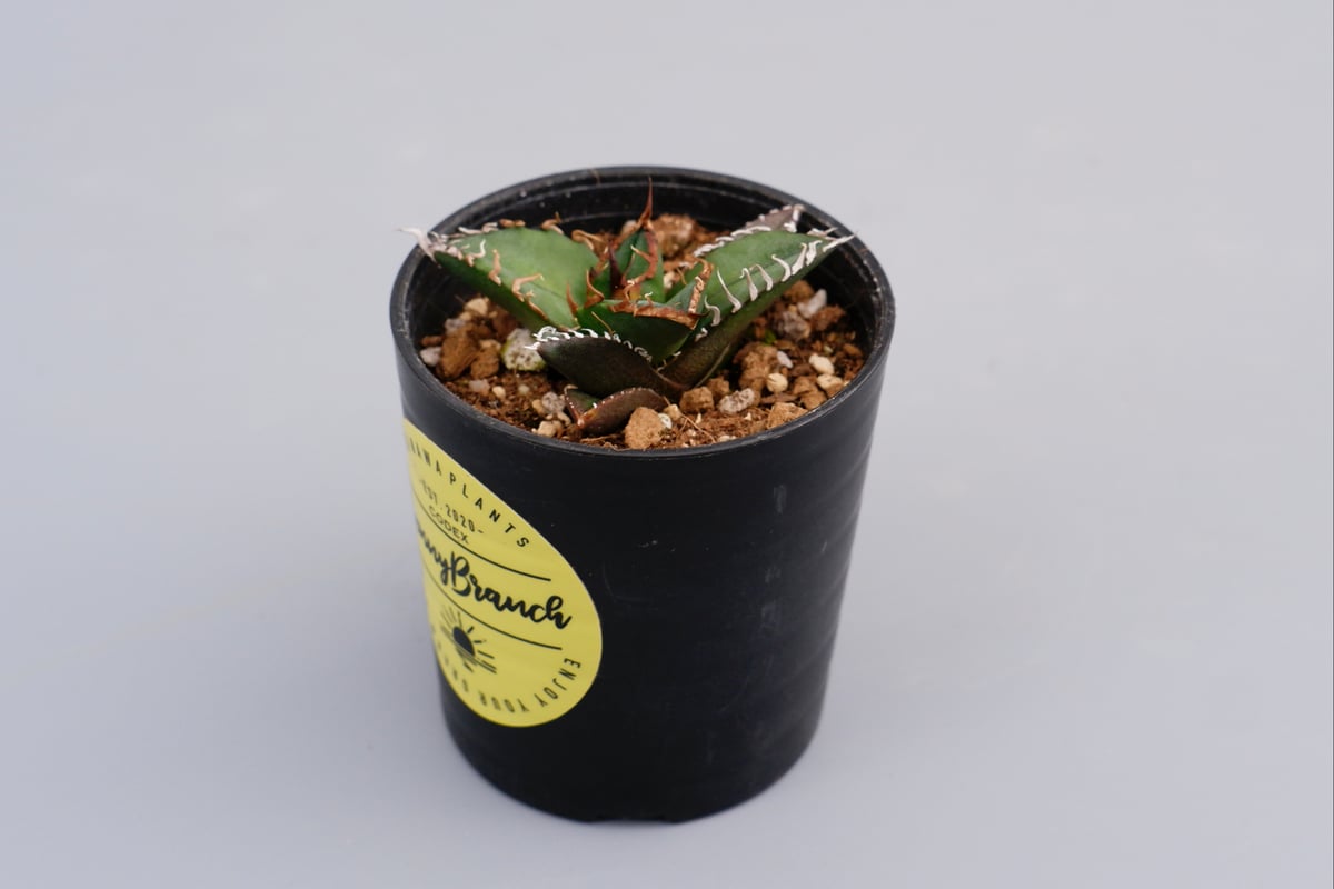 アガベ チタノタ シーザー Agave titanota caesar 066 | Sunny