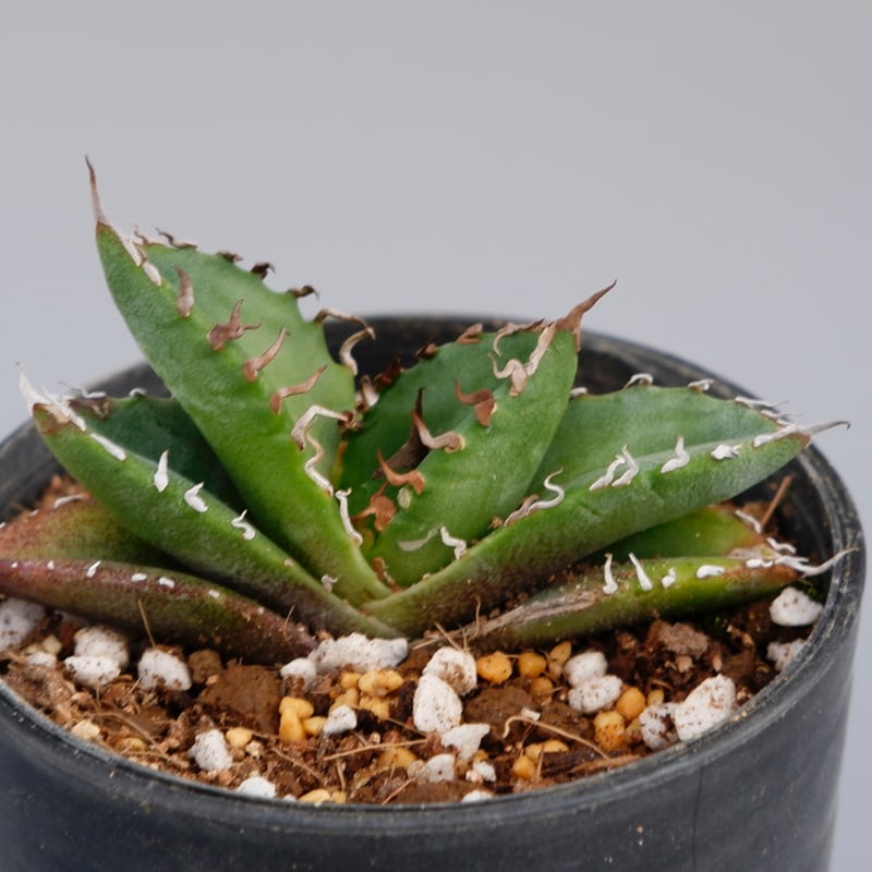 アガベ オテロイ 実生株 Agave oteroi seeding 072 | Sunny