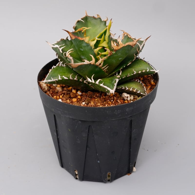 Agave titanota 'Big spine' アガベ シーザー レッド 日本製 about been It's catweazle Red titanota Agave レッド