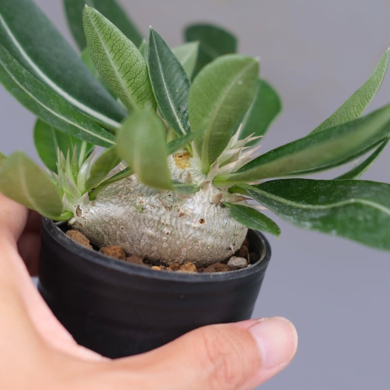 パキポディウム エニグマチカム 実生株 Pachypodium enigmaticum 013